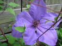 Elsa Späth clematis photo