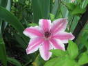 Carnaby clematis photo