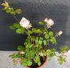 Glanzlicht rose photo