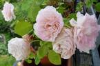 Glanzlicht rose photo