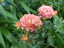 Iris Webb rose photo