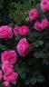 Leonardo da Vinci, Cl. rose photo
