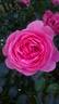 Leonardo da Vinci, Cl. rose photo