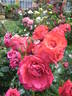 Negresco rose photo