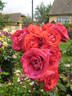 Negresco rose photo
