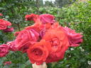 Negresco rose photo