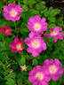 Karin Schade rose photo