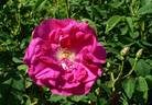 Ayrshire Princess rose photo