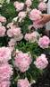 Ella Christiansen peony photo