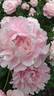 Ella Christiansen peony photo
