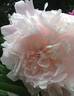 Marie Crousse peony photo