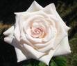 Pilgrim Maid rose photo