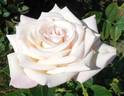 Pilgrim Maid rose photo