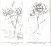 Rose d'Amour rose photo