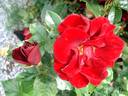 Rose de Fleurie rose photo