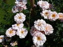 Dresdner Frauenkirche rose photo