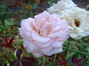 Espérance ™ rose photo