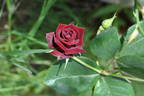 Black Jack ™ rose photo