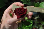 Black Jack ™ rose photo