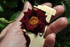 Black Jack ™ rose photo