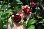 Black Jack ™ rose photo