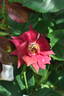 Black Jack ™ rose photo
