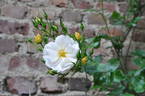 Pas de Deux rose photo