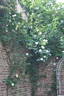 Pas de Deux rose photo