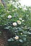 Pas de Deux rose photo
