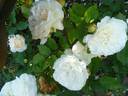 Weisse Gruss an Aachen rose photo