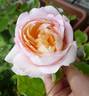 Schönberg rose photo