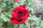 Red Rosamini ® rose photo