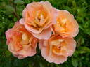 Be a Gentleman rose photo