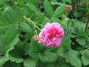 Bérénice rose photo