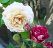 Rehbrunnen rose photo