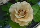 Rehbrunnen rose photo