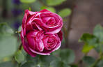 Magic Rokoko® rose photo