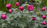 Magic Rokoko® rose photo