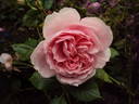 Dunham Massey rose photo