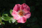 Bingo rose photo