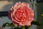 Märchenland rose photo