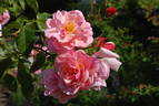 Märchenland rose photo
