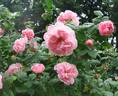 Gerbe Rose rose photo