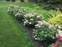 Radsweet rose photo