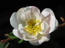 Isa Murdock rose photo