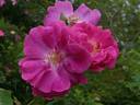 Ayrshire Princess rose photo