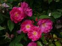 Ayrshire Princess rose photo