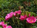 Ayrshire Princess rose photo
