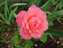 Kathryn McGredy rose photo