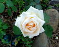 Pedrus Aquarius rose photo